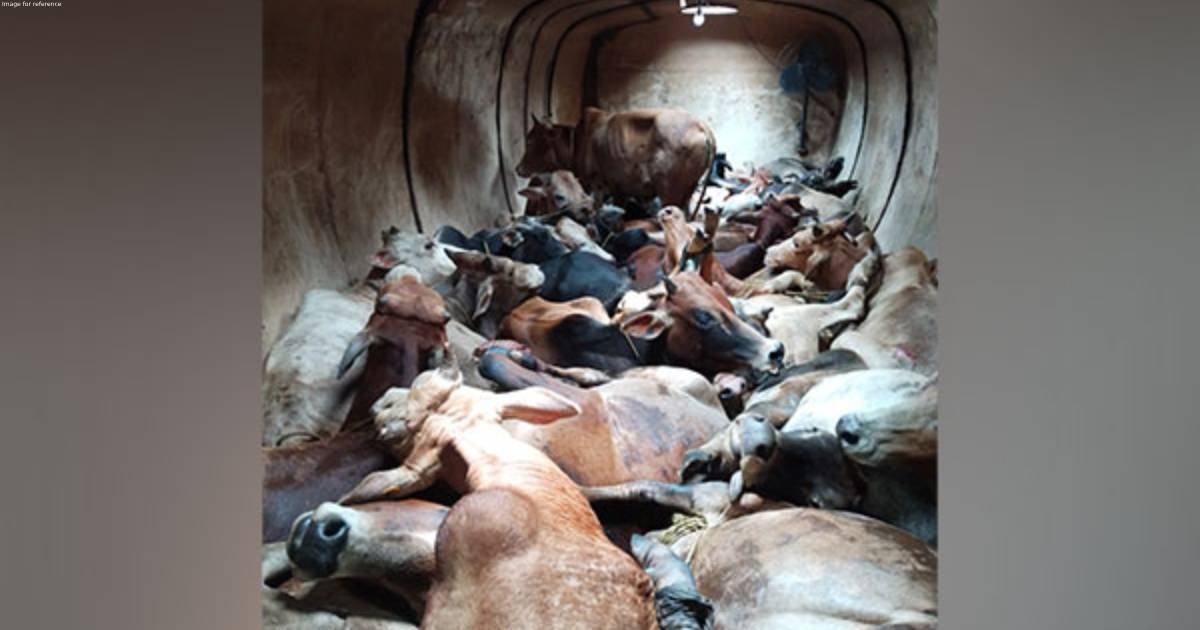 Police seize large number of cattle heads from oil tanker in Assam's Kamrup